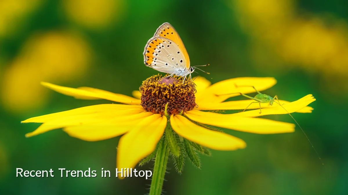Recent Trends in Hilltop