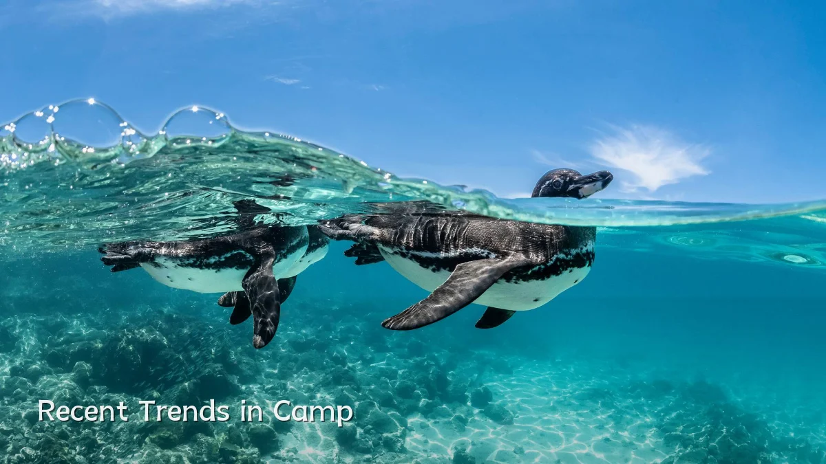 Recent Trends in Camp